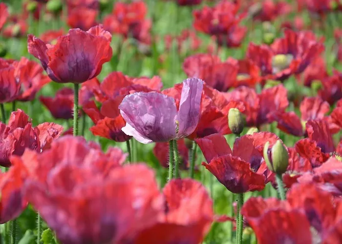Ottenstein - Wohlfuehlhotel Rastenfeld